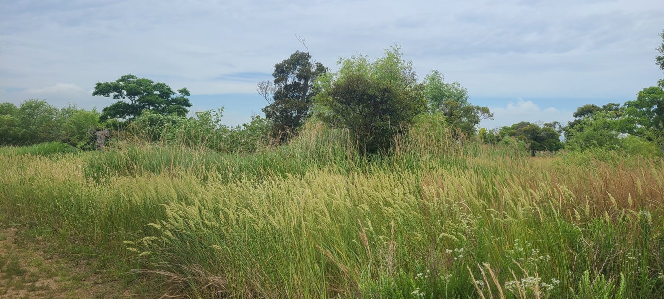 을숙도 생태공원에서 촬영한 오리새(Dactylis glomerata) 군락. 산들바람에 연두빛 이삭이 한 방향으로 일렁이고 있다.