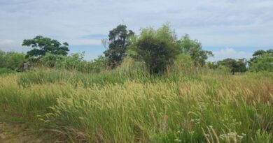 eulseukdo june orchard grass.