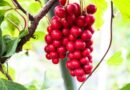 omija