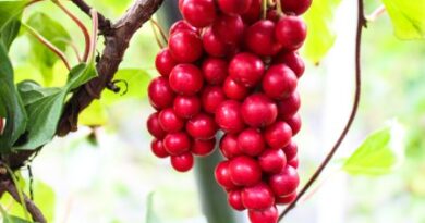 omija