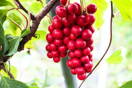 omija